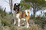 AKITA AMERICAIN 396